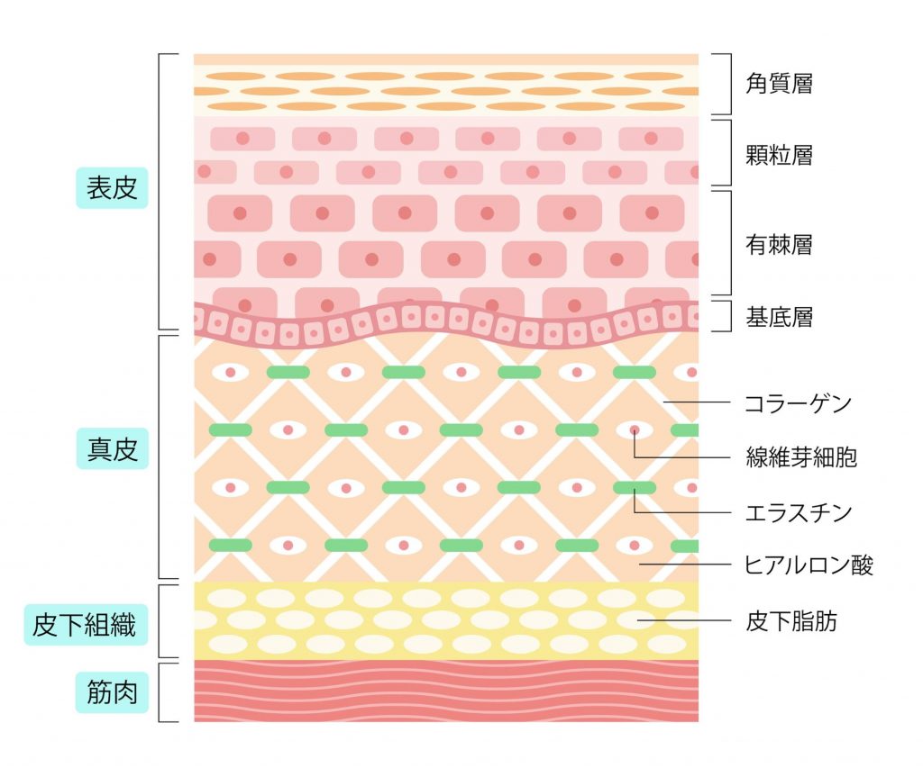 皮膚の組織図