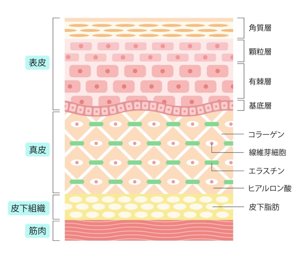 皮膚の組織図